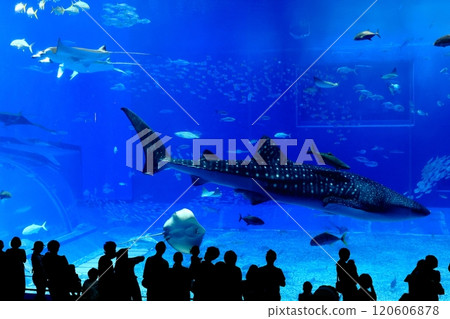 [Okinawa Prefecture] Whale sharks in the Kuroshio Sea at Okinawa Churaumi Aquarium 120606878