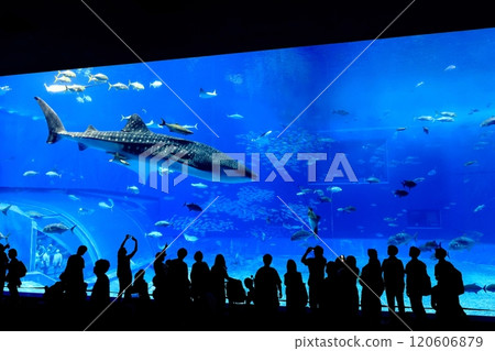 [Okinawa Prefecture] Whale sharks in the Kuroshio Sea at Okinawa Churaumi Aquarium 120606879