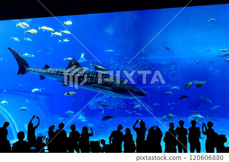 [沖繩縣] 沖繩美麗海水族館黑潮中的鯨鯊 120606880