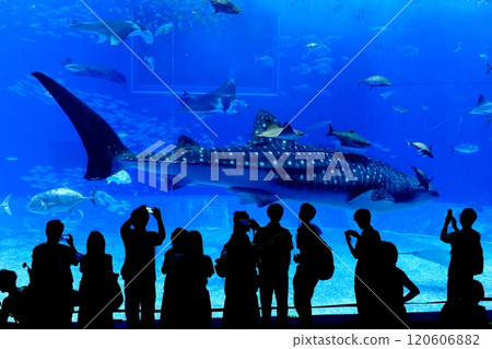 [沖繩縣] 沖繩美麗海水族館黑潮中的鯨鯊 120606882