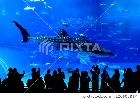[Okinawa Prefecture] Whale sharks in the Kuroshio Sea at Okinawa Churaumi Aquarium 120606887