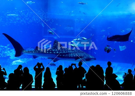 [沖繩縣] 沖繩美麗海水族館黑潮中的鯨鯊 120606888