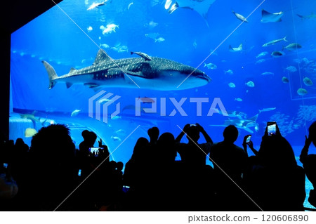 [Okinawa Prefecture] Whale sharks in the Kuroshio Sea at Okinawa Churaumi Aquarium 120606890