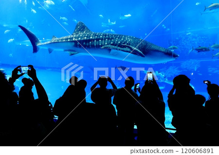 [沖繩縣] 沖繩美麗海水族館黑潮中的鯨鯊 120606891