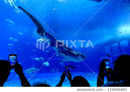 [沖繩縣] 沖繩美麗海水族館黑潮中的鯨鯊 120606892