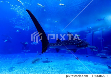 [沖繩縣] 沖繩美麗海水族館黑潮中的鯨鯊 120606895