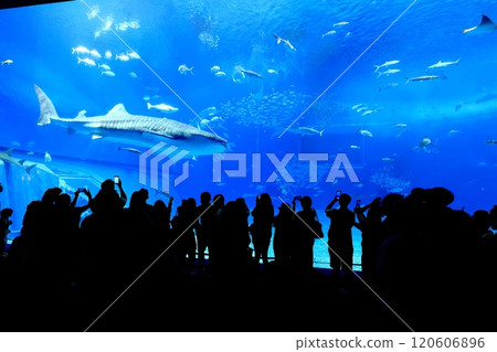 [沖繩縣] 沖繩美麗海水族館黑潮中的鯨鯊 120606896