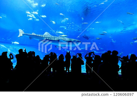 [沖繩縣] 沖繩美麗海水族館黑潮中的鯨鯊 120606897