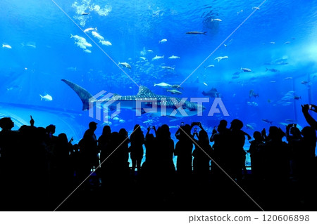 [Okinawa Prefecture] Whale sharks in the Kuroshio Sea at Okinawa Churaumi Aquarium 120606898