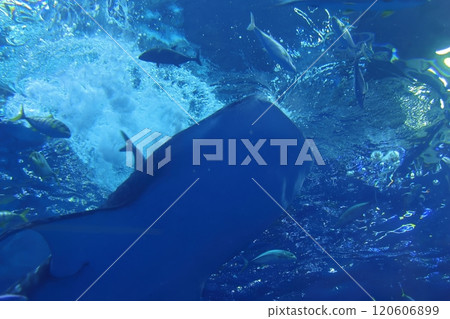 [沖繩縣] 沖繩美麗海水族館黑潮中的鯨鯊 120606899