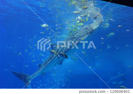 [Okinawa Prefecture] Whale sharks in the Kuroshio Sea at Okinawa Churaumi Aquarium 120606901