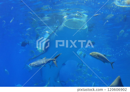 [Okinawa Prefecture] Whale sharks in the Kuroshio Sea at Okinawa Churaumi Aquarium 120606902