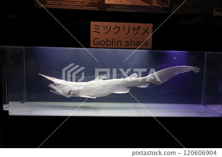 [沖繩縣] 沖繩美麗海水族館的 Mitsukuri 鯊魚 120606904