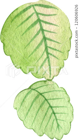 two strawberry leaves, hand-drawn watercolor illustration two strawberry leaves, hand-drawn watercolor illustration 120606926