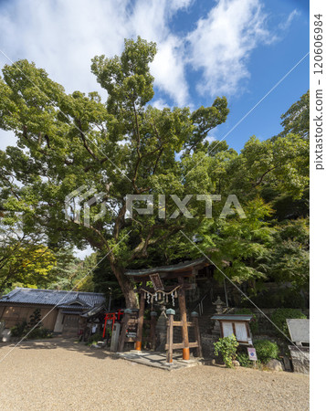 拓彥拓姫神社與神樹 120606984