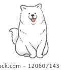 Smiling Samoyed 120607143