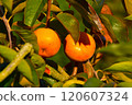 Delicious persimmon 120607324