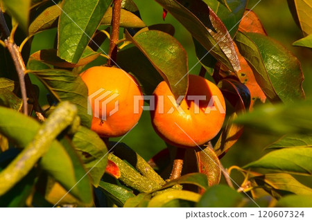 Delicious persimmon 120607324