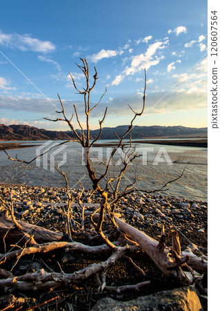 Dry Tree by Serene Waters at Sunset A Beautiful Tranquil Nature Scene Capturing Perfect Tranquility and Peacefulness. 120607564
