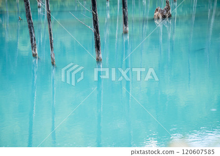 【美瑛町白金青池和水鏡】 【美瑛町白金青池和水鏡】 120607585