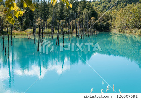 【美瑛町白金青池和水鏡】 120607591