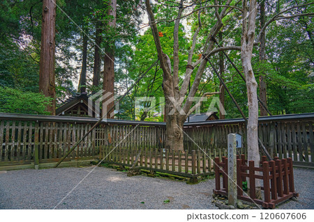宮崎天岩戶神社 院內神樹 邀請樹 宮崎天岩戶神社 院內神樹 邀請樹 120607606