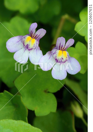 Curative ivy leaved toadflax blooming 120607651