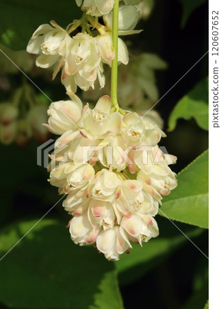 The european bladdernut in blossom 120607652