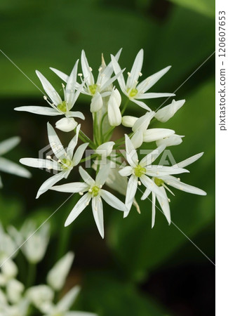 Very curative wild garlic blooming 120607653