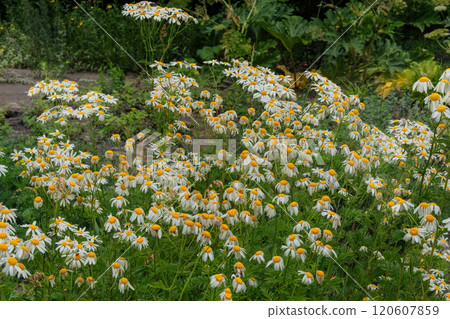Pharmacy chamomile in meadow. Bright floral background. Romantic blooming flowers. Cottage garden. 120607859