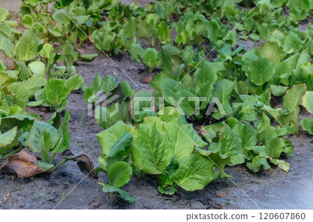 Badan flowers seedlings  in cottage garden. Green Badan seedling are planted in village garden. Sunny day. 120607860