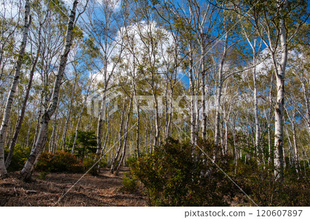 白樺和藍天 120607897