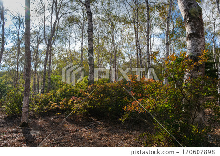 White birch and azalea 120607898