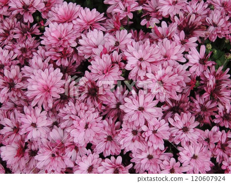 pink-lilac chrysanthemums with beautiful delicate petals as a floral monochromatic background with a voluminous texture 120607924