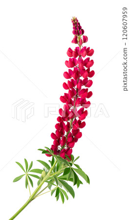 Red lupine flower isolated on white background. Bunch of colorful lupines, spring flower. Red lupine flower isolated on white background. Bunch of colorful lupines, spring flower. 120607959