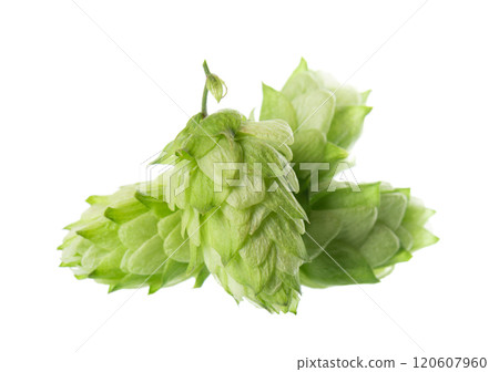 Fresh green hops branch, isolated on a white background. Hop cones with leaf. Organic Hop Flowers. Clipping path. Fresh green hops branch, isolated on a white background. Hop cones with leaf. Organic Hop Flowers. Clipping path. 120607960