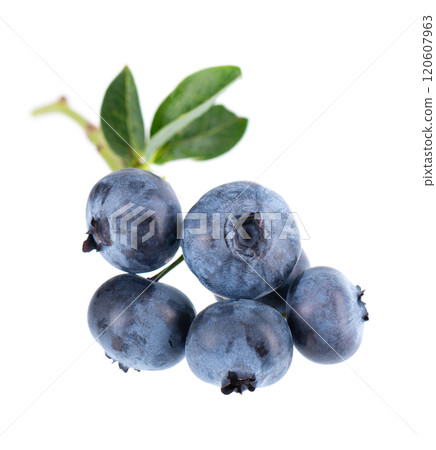 Blueberry branch isolated on white background. Bilberry or whortleberry with green leaves. Clipping path. Blueberry branch isolated on white background. Bilberry or whortleberry with green leaves. Clipping path. 120607963