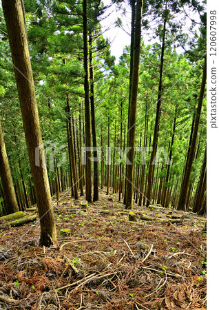 The cedar forest on the northern ridge of Mount Sodehira in Tanzawa The cedar forest on the northern ridge of Mount Sodehira in Tanzawa 120607998