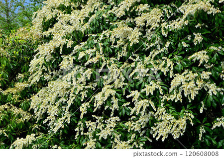 The summit of Mt. Sodahira in Tanzawa, with the Azalea in full bloom The summit of Mt. Sodahira in Tanzawa, with the Azalea in full bloom 120608008