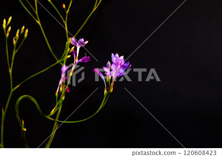 Small and cute pink flowers Small and cute pink flowers 120608423