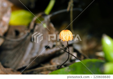 The amber-colored umbrella and black stem of the parasol-like burdock mushroom (photographed under clear skies, natural light, macro) The amber-colored umbrella and black stem of the parasol-like burdock mushroom (photographed under clear skies, natural light, macro) 120608680
