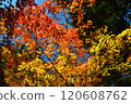 Mountain foliage　 120608762