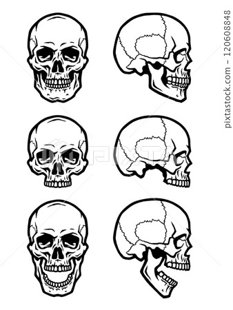 Set of human skulls. Set of human skulls. 120608848