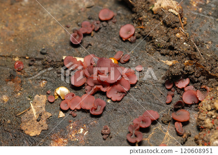 Small colony of purple rubber mushrooms on a rotting stump (natural light + strobe macro close-up) Small colony of purple rubber mushrooms on a rotting stump (natural light + strobe macro close-up) 120608951