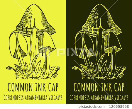 Vector drawings COMMON INK CAP. Hand drawn illustration. Latin name COPRINOPSIS ATRAMENTARIA . Vector drawings COMMON INK CAP. Hand drawn illustration. Latin name COPRINOPSIS ATRAMENTARIA . 120608968