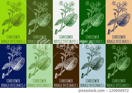Set of vector drawing of STARFLOWER in various colors. Hand drawn illustration. Latin name BORAGO OFFICINALIS L. Set of vector drawing of STARFLOWER in various colors. Hand drawn illustration. Latin name BORAGO OFFICINALIS L. 120608972