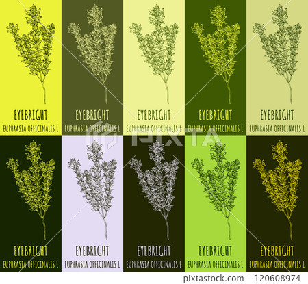 Set of vector drawing of EYEBRIGHT in various colors. Hand drawn illustration. Latin name EUPHRASIA OFFICINALIS L. 120608974