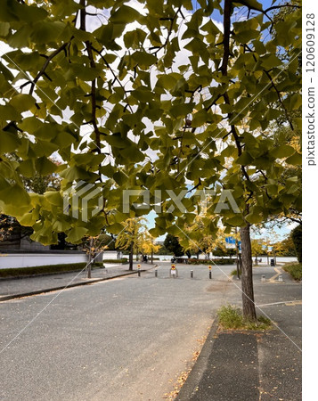 銀杏葉落下的路 120609128