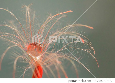 There are water droplets that remain in the fluff. There are water droplets that remain in the fluff. 120609209