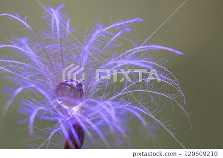 There are water droplets that remain in the fluff. There are water droplets that remain in the fluff. 120609210